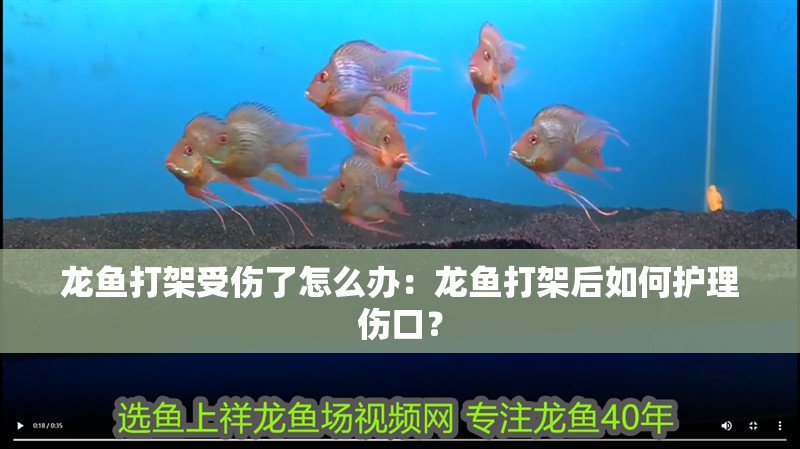 龍魚(yú)打架受傷了怎么辦：龍魚(yú)打架后如何護(hù)理傷口？