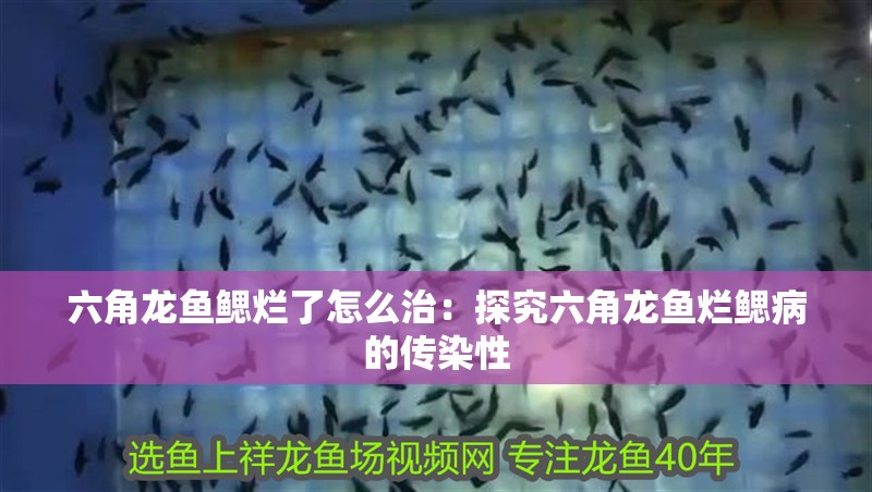 六角龍魚鰓爛了怎么治：探究六角龍魚爛鰓病的傳染性