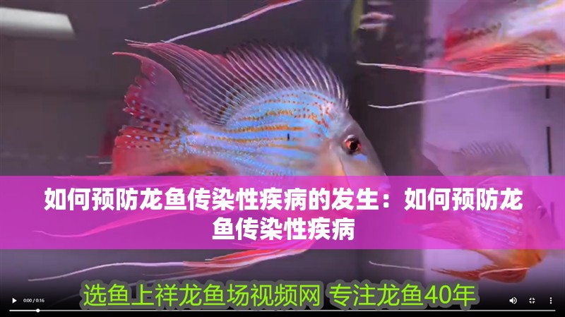 如何預防龍魚傳染性疾病的發生：如何預防龍魚傳染性疾病