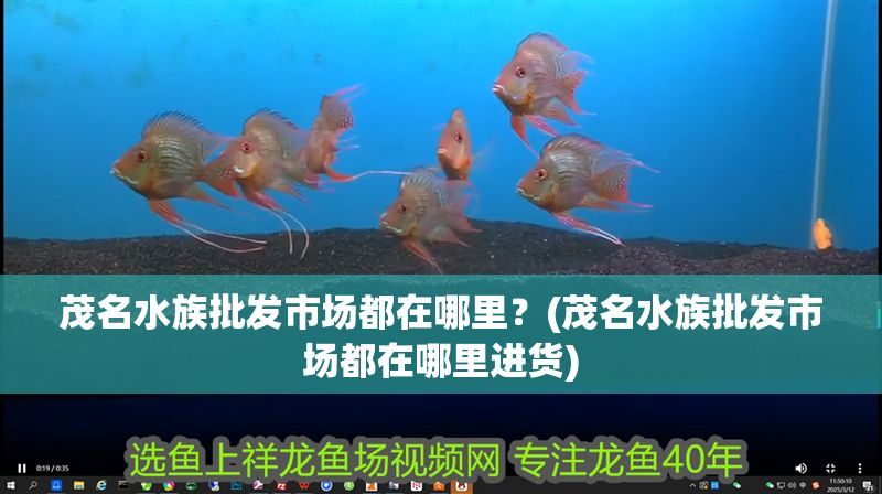 茂名水族批發(fā)市場都在哪里？(茂名水族批發(fā)市場都在哪里進貨)