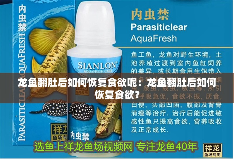 龍魚翻肚后如何恢復食欲呢：龍魚翻肚后如何恢復食欲？