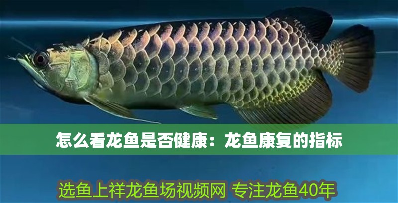 怎么看龍魚是否健康：龍魚康復的指標