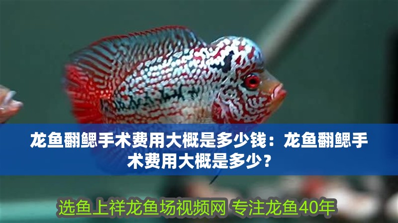 龍魚翻鰓手術費用大概是多少錢：龍魚翻鰓手術費用大概是多少？
