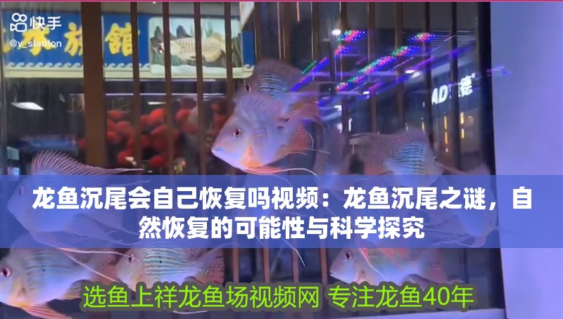 龍魚沉尾會自己恢復(fù)嗎視頻：龍魚沉尾之謎，自然恢復(fù)的可能性與科學(xué)探究