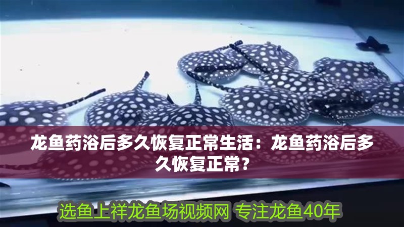 龍魚藥浴后多久恢復正常生活：龍魚藥浴后多久恢復正常？