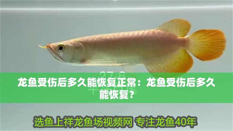 龍魚受傷后多久能恢復正常：龍魚受傷后多久能恢復？