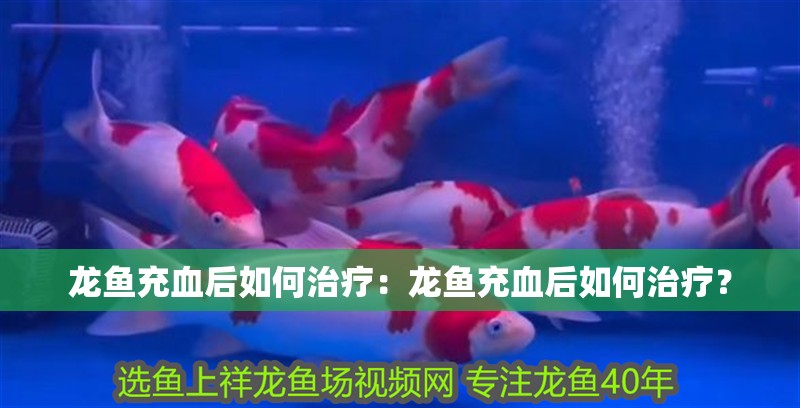 龍魚充血后如何治療：龍魚充血后如何治療？