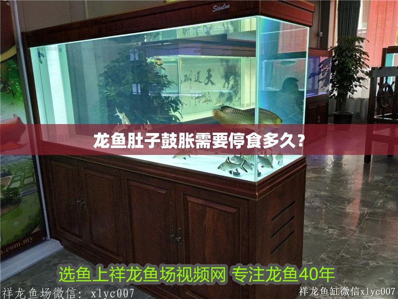龍魚肚子鼓脹需要停食多久？