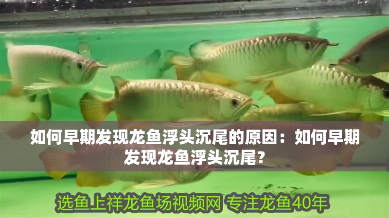 如何早期發(fā)現(xiàn)龍魚浮頭沉尾的原因：如何早期發(fā)現(xiàn)龍魚浮頭沉尾？