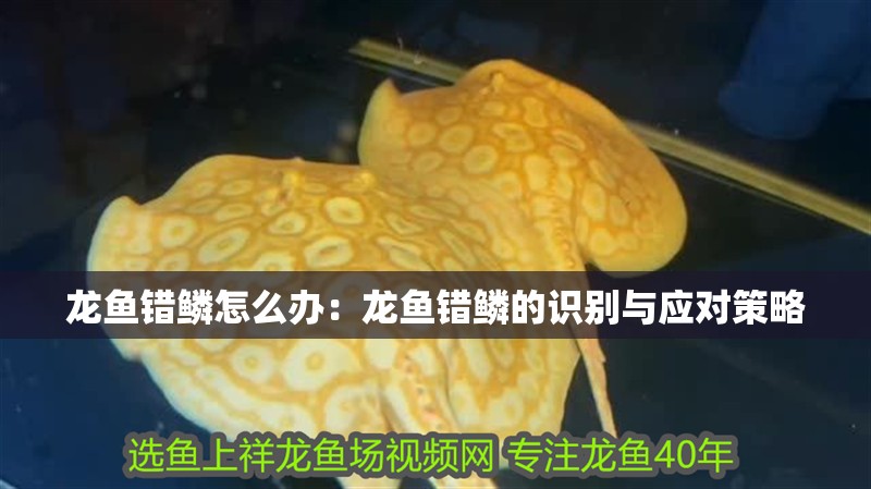 龍魚錯鱗怎么辦：龍魚錯鱗的識別與應對策略