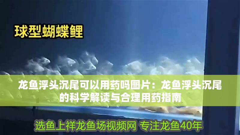 龍魚浮頭沉尾可以用藥嗎圖片：龍魚浮頭沉尾的科學解讀與合理用藥指南
