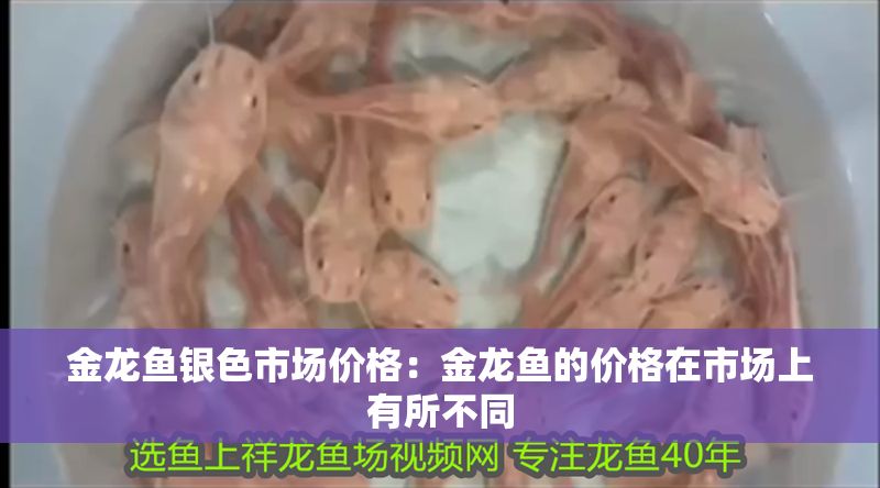 金龍魚銀色市場價格：金龍魚的價格在市場上有所不同