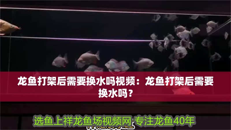 龍魚打架后需要換水嗎視頻：龍魚打架后需要換水嗎？