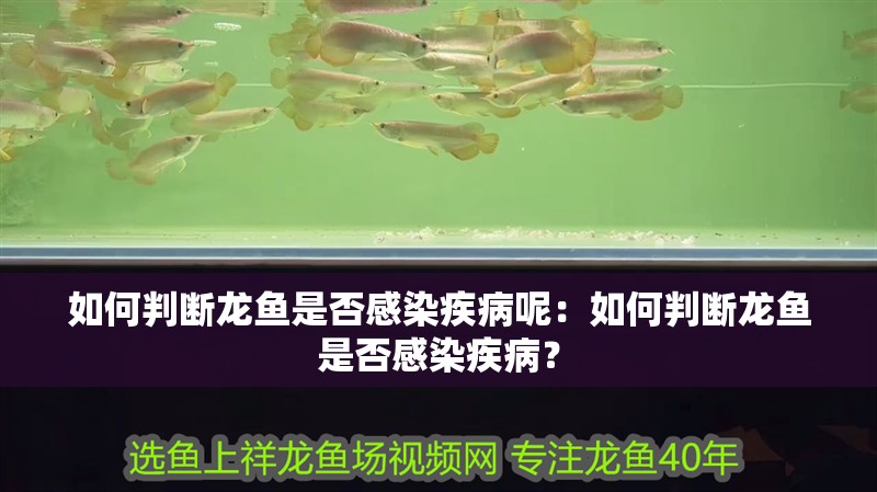 如何判斷龍魚是否感染疾病呢：如何判斷龍魚是否感染疾病？
