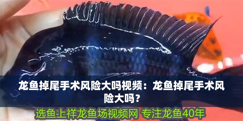 龍魚掉尾手術風險大嗎視頻：龍魚掉尾手術風險大嗎？