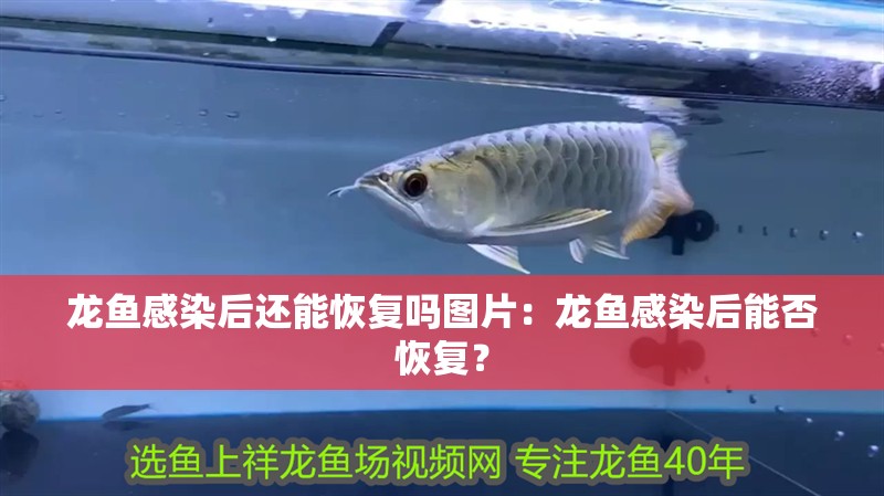 龍魚感染后還能恢復(fù)嗎圖片：龍魚感染后能否恢復(fù)？
