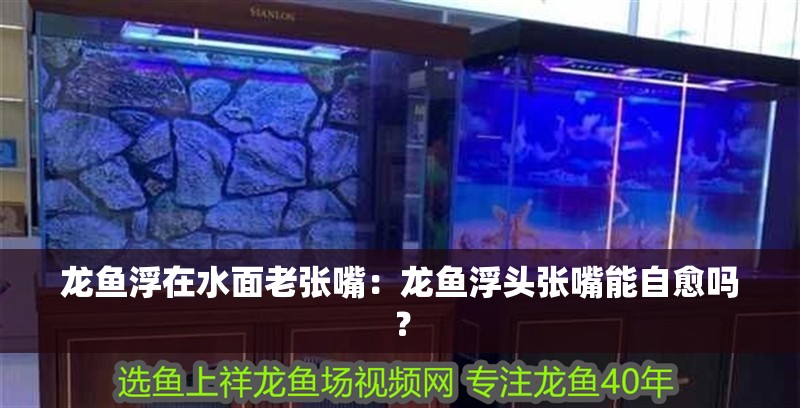 龍魚浮在水面老張嘴：龍魚浮頭張嘴能自愈嗎？