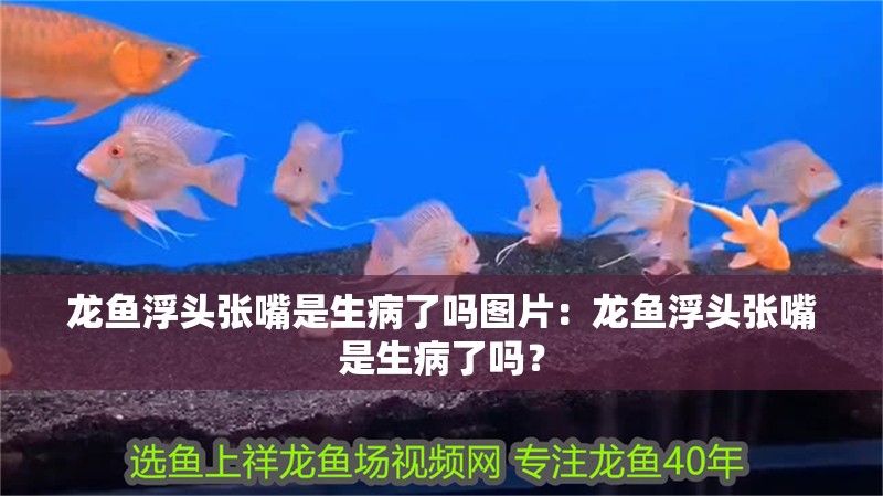 龍魚浮頭張嘴是生病了嗎圖片：龍魚浮頭張嘴是生病了嗎？
