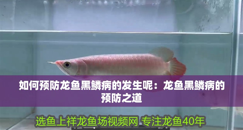 如何預(yù)防龍魚黑鱗病的發(fā)生呢：龍魚黑鱗病的預(yù)防之道