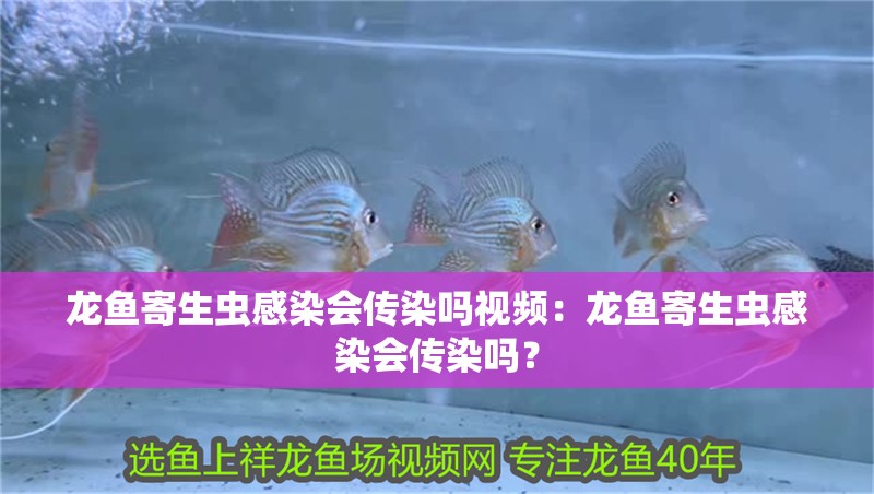 龍魚寄生蟲感染會傳染嗎視頻：龍魚寄生蟲感染會傳染嗎？