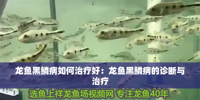 龍魚黑鱗病如何治療好：龍魚黑鱗病的診斷與治療