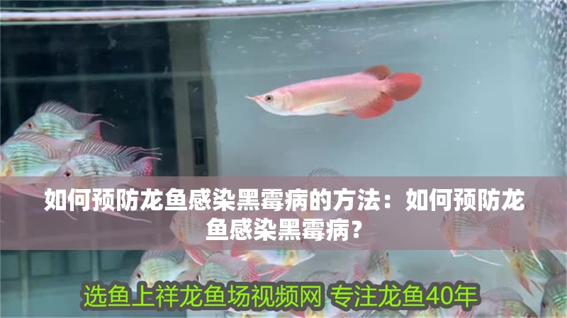 如何預防龍魚感染黑霉病的方法：如何預防龍魚感染黑霉病？