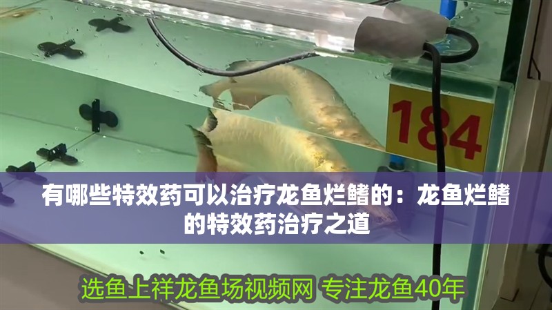 有哪些特效藥可以治療龍魚爛鰭的：龍魚爛鰭的特效藥治療之道