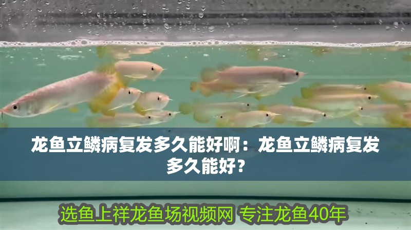 龍魚立鱗病復(fù)發(fā)多久能好啊：龍魚立鱗病復(fù)發(fā)多久能好？