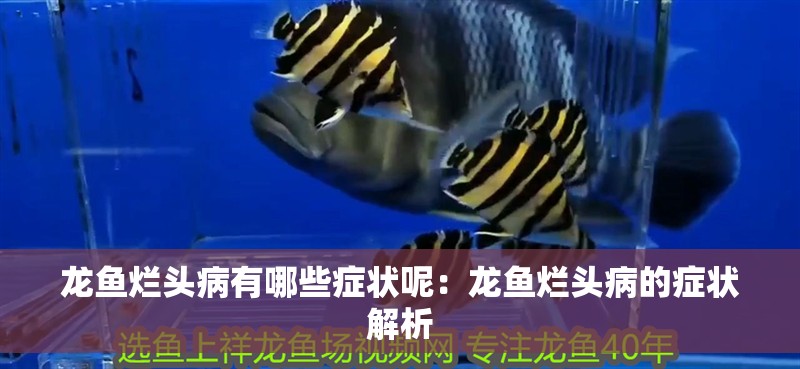 龍魚爛頭病有哪些癥狀呢：龍魚爛頭病的癥狀解析