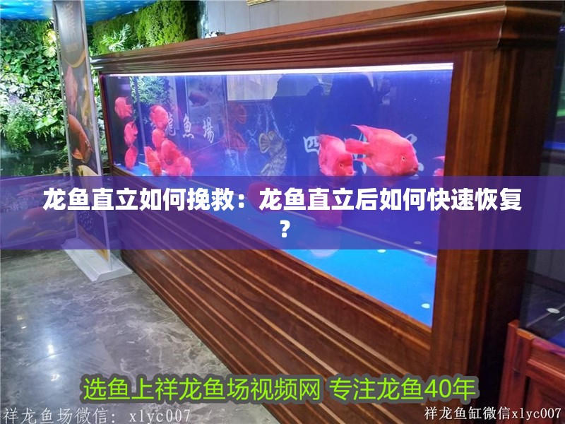 龍魚直立如何挽救：龍魚直立后如何快速恢復(fù)？