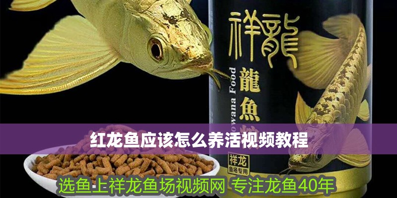 紅龍魚應該怎么養(yǎng)活視頻教程