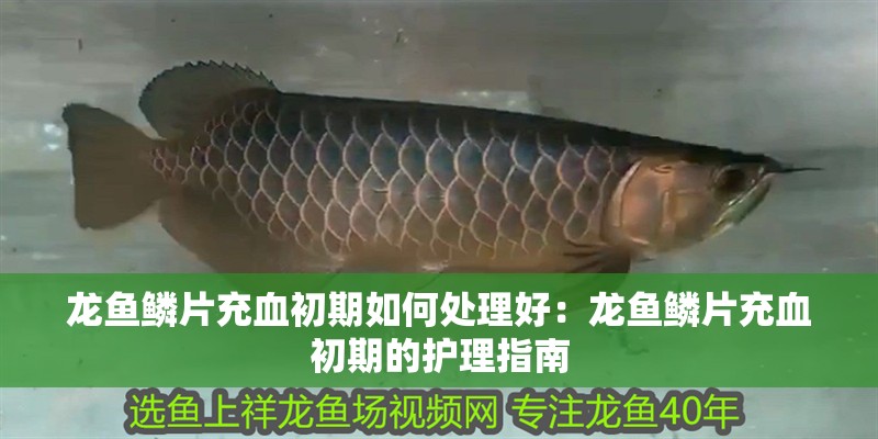龍魚鱗片充血初期如何處理好：龍魚鱗片充血初期的護理指南