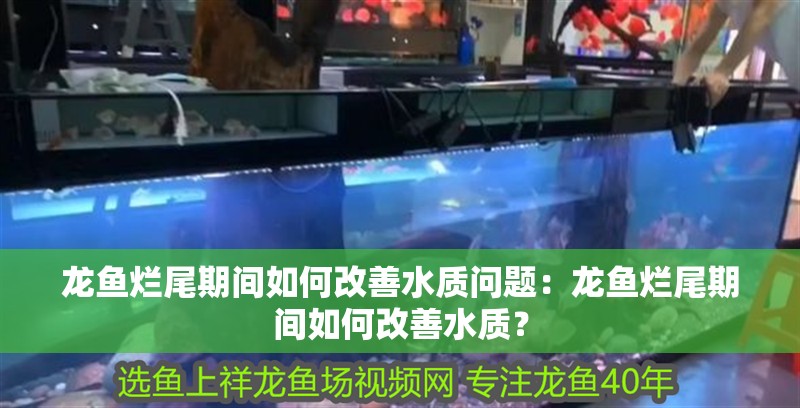 龍魚爛尾期間如何改善水質問題：龍魚爛尾期間如何改善水質？