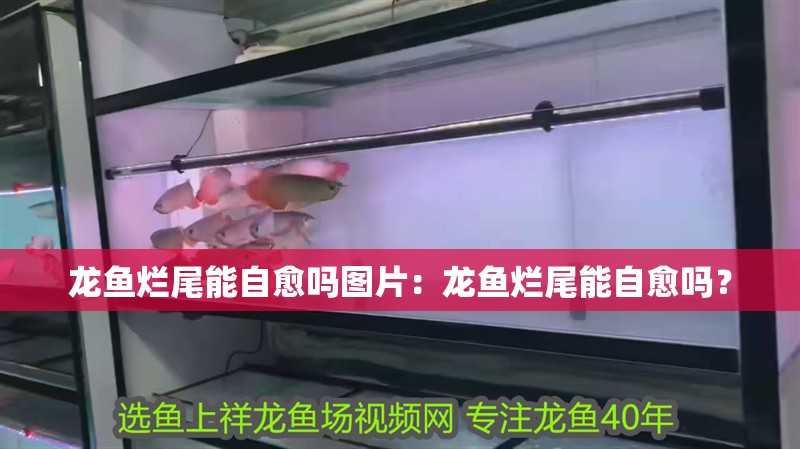 龍魚爛尾能自愈嗎圖片：龍魚爛尾能自愈嗎？