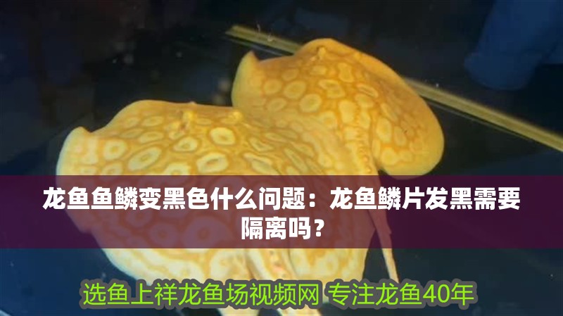 龍魚魚鱗變黑色什么問題：龍魚鱗片發黑需要隔離嗎？