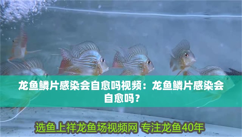 龍魚鱗片感染會自愈嗎視頻：龍魚鱗片感染會自愈嗎？
