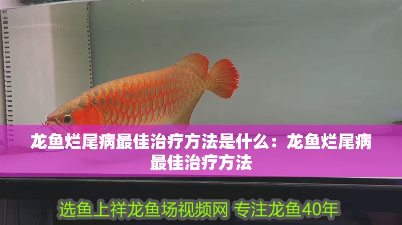 龍魚爛尾病最佳治療方法是什么：龍魚爛尾病最佳治療方法