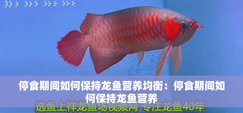 停食期間如何保持龍魚營養均衡：停食期間如何保持龍魚營養