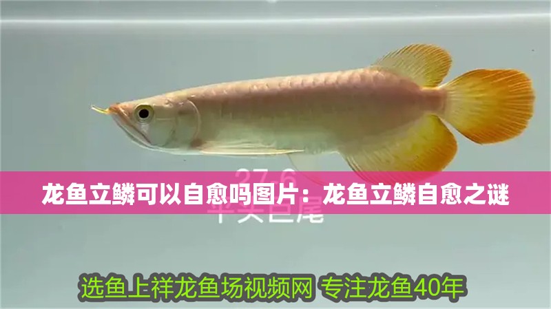 龍魚立鱗可以自愈嗎圖片：龍魚立鱗自愈之謎