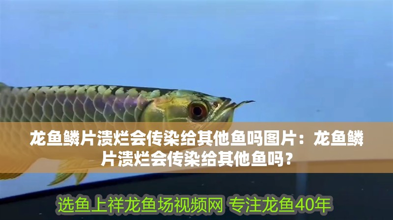 龍魚鱗片潰爛會傳染給其他魚嗎圖片：龍魚鱗片潰爛會傳染給其他魚嗎？