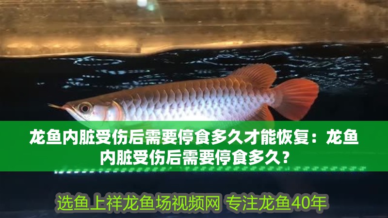 龍魚內臟受傷后需要停食多久才能恢復：龍魚內臟受傷后需要停食多久？