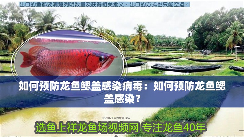如何預防龍魚鰓蓋感染病毒：如何預防龍魚鰓蓋感染？