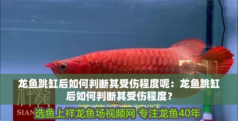 龍魚跳缸后如何判斷其受傷程度呢：龍魚跳缸后如何判斷其受傷程度？