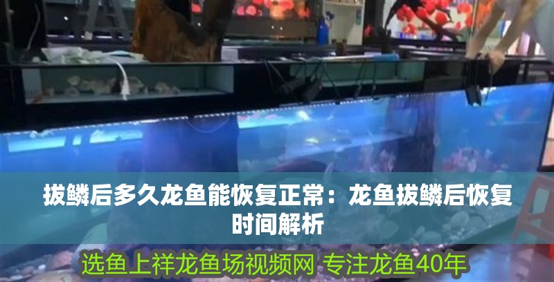 拔鱗后多久龍魚能恢復正常：龍魚拔鱗后恢復時間解析