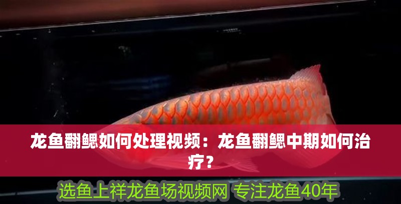 龍魚翻鰓如何處理視頻：龍魚翻鰓中期如何治療？ 龍魚翻鰓如何處理視頻：龍魚翻鰓中期如何治療？ 水族問答