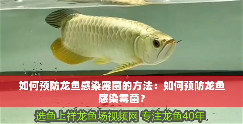 如何預防龍魚感染霉菌的方法：如何預防龍魚感染霉菌？
