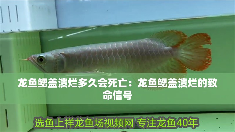 龍魚鰓蓋潰爛多久會死亡：龍魚鰓蓋潰爛的致命信號