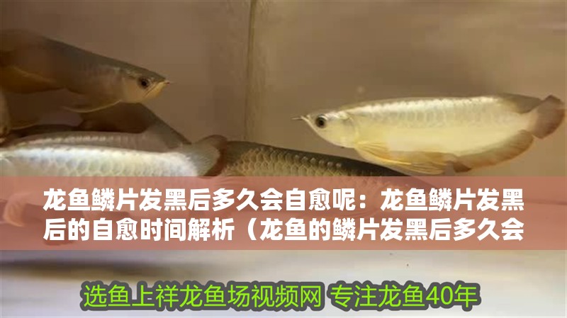 龍魚鱗片發(fā)黑后多久會(huì)自愈呢：龍魚鱗片發(fā)黑后的自愈時(shí)間解析（龍魚的鱗片發(fā)黑后多久會(huì)自愈）