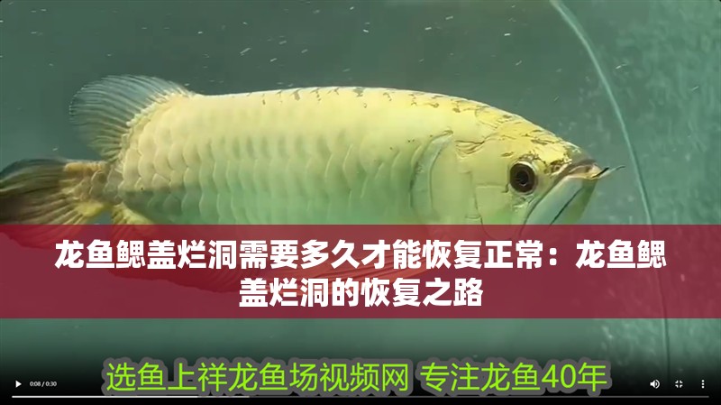 龍魚鰓蓋爛洞需要多久才能恢復正常：龍魚鰓蓋爛洞的恢復之路
