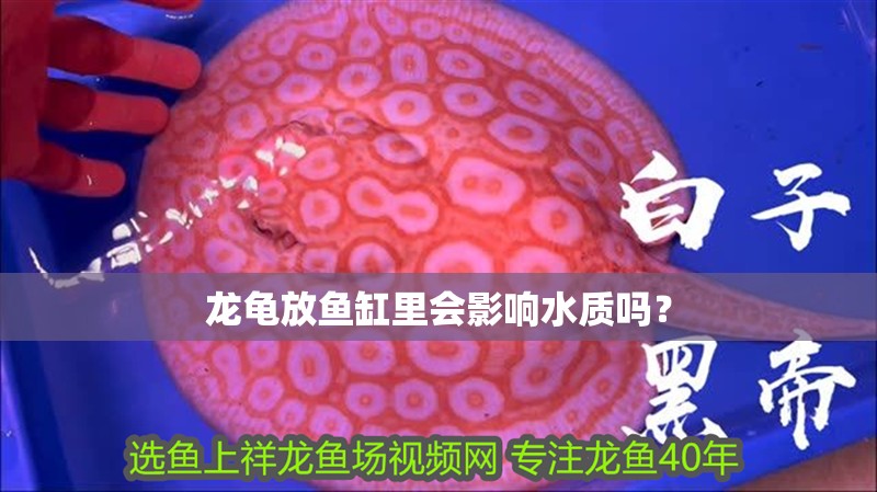 龍龜放魚缸里會影響水質(zhì)嗎？